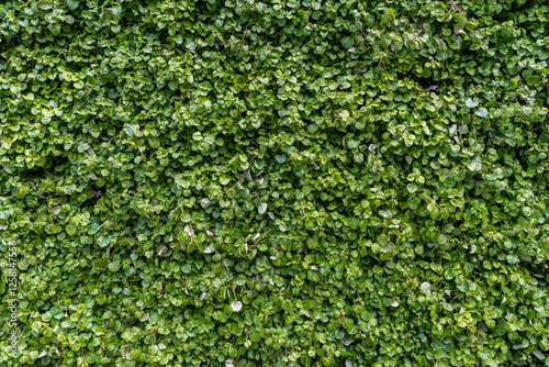 Wallpaper Mural Green grass wall texture for background design. The background of the eco-wall is made of green natural plants. Torontodigital.ca