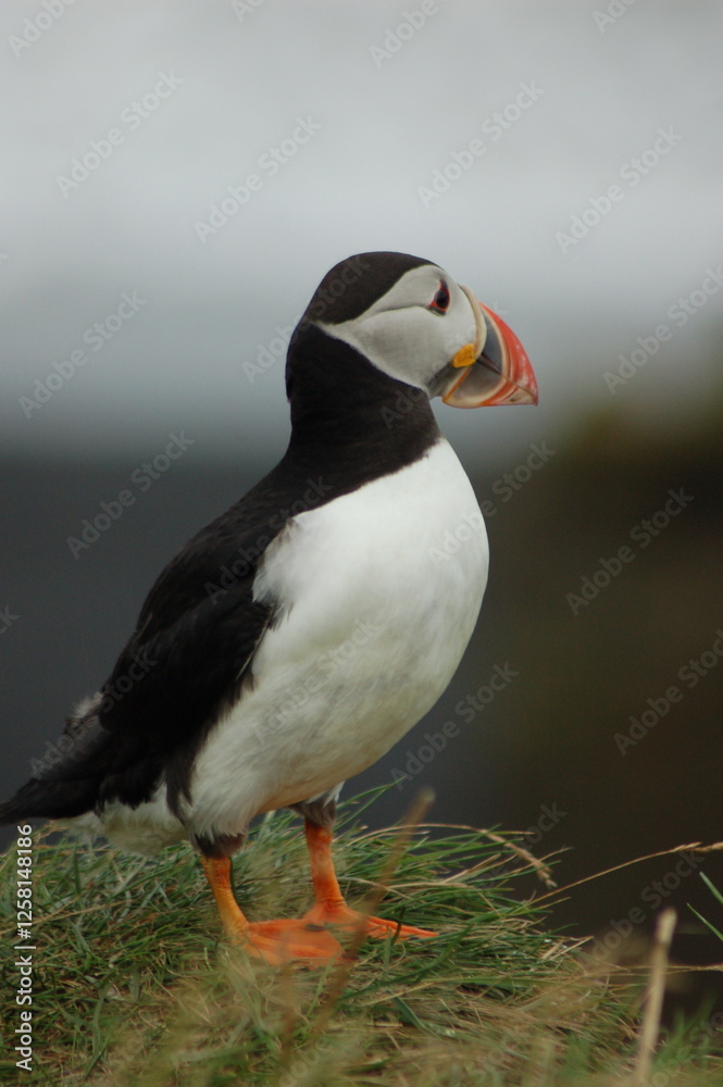puffin puffin