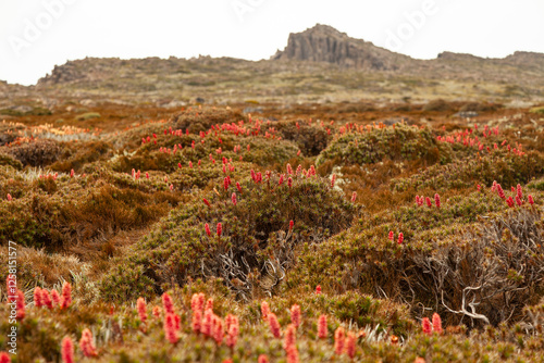 Scoparia on The Rodway Range - Mt. Field National Park in Tasmania. Mount Field West. photo