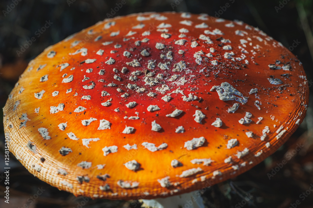 Amanita muscaria - fly agaric or fly amanita in forest in area of Lochow town, Masovia region of Poland