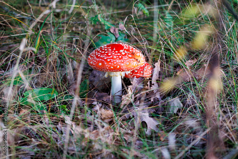 Amanita muscaria - fly agaric or fly amanita in forest in area of Lochow town, Masovia region of Poland