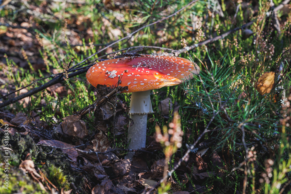 Amanita muscaria - fly agaric or fly amanita in forest in area of Lochow town, Masovia region of Poland