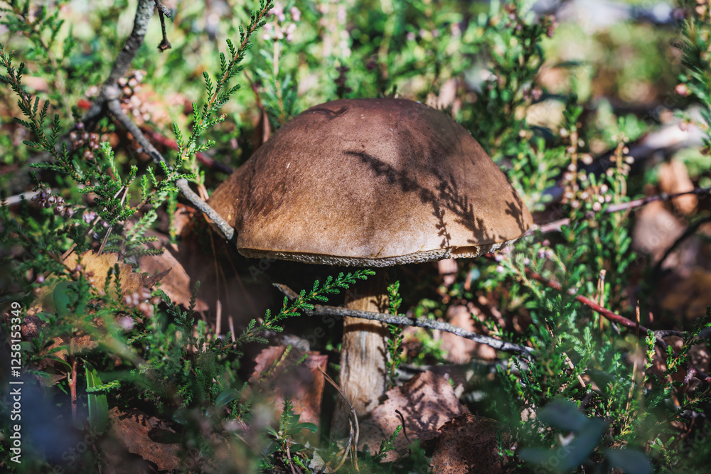 Leccinum scabrum known as rough-stemmed bolete, scaber stalk or birch bolete in forest in area of Lochow town, Masovia region of Poland