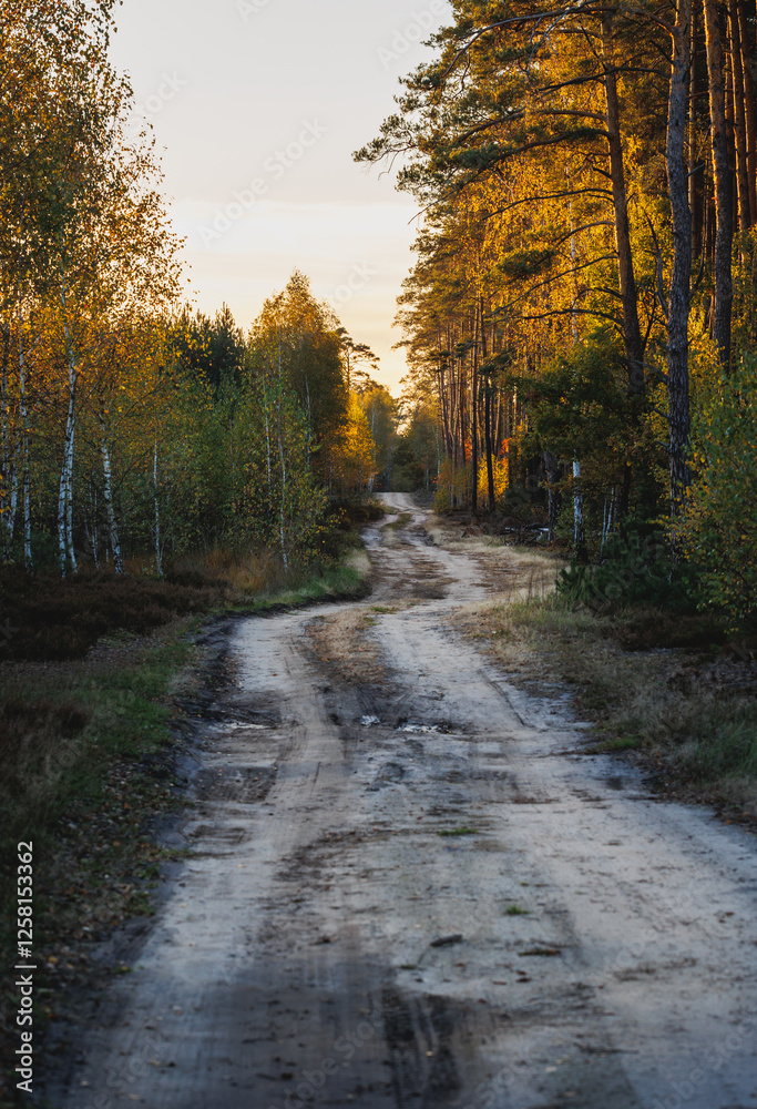 Evening view of a road in forest in area of Lochow town, Masovia region of Poland