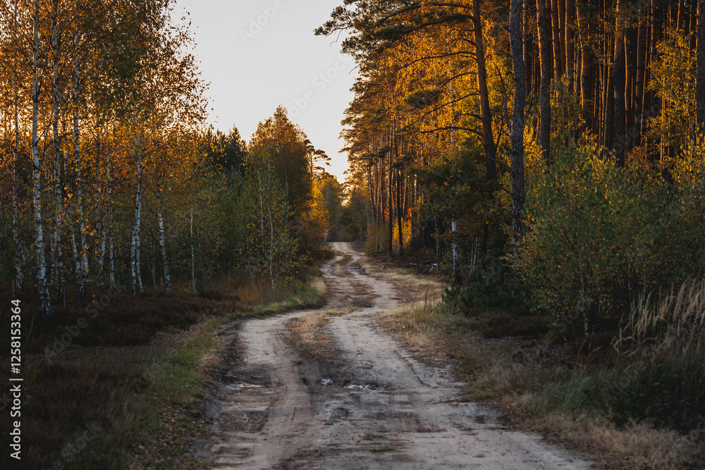 Evening view of a road in forest in area of Lochow town, Masovia region of Poland