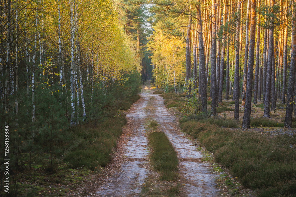 Obraz premium Evening view of a road in forest in area of Lochow town, Masovia region of Poland