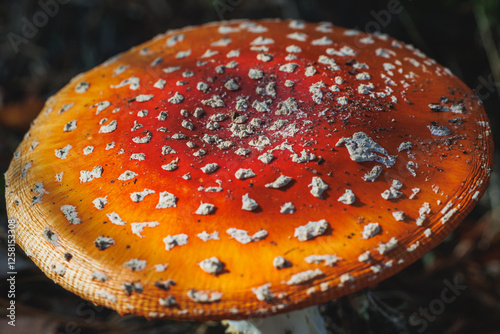 Obraz na płótnie Amanita muscaria - fly agaric or fly amanita in forest in area of Lochow town, Masovia region of Poland w salonie