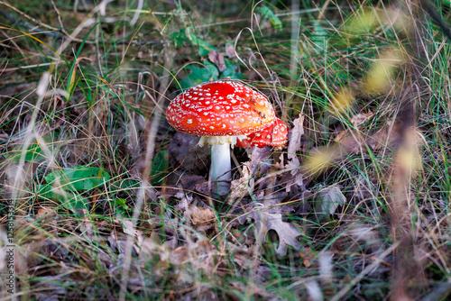 Obraz na płótnie Amanita muscaria - fly agaric or fly amanita in forest in area of Lochow town, Masovia region of Poland w salonie