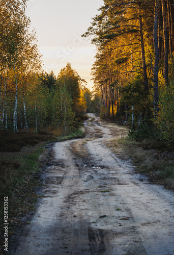 Obraz na płótnie Evening view of a road in forest in area of Lochow town, Masovia region of Poland w salonie
