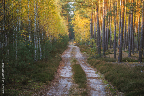 Evening view of a road in forest in area of Lochow town, Masovia region of Poland photo