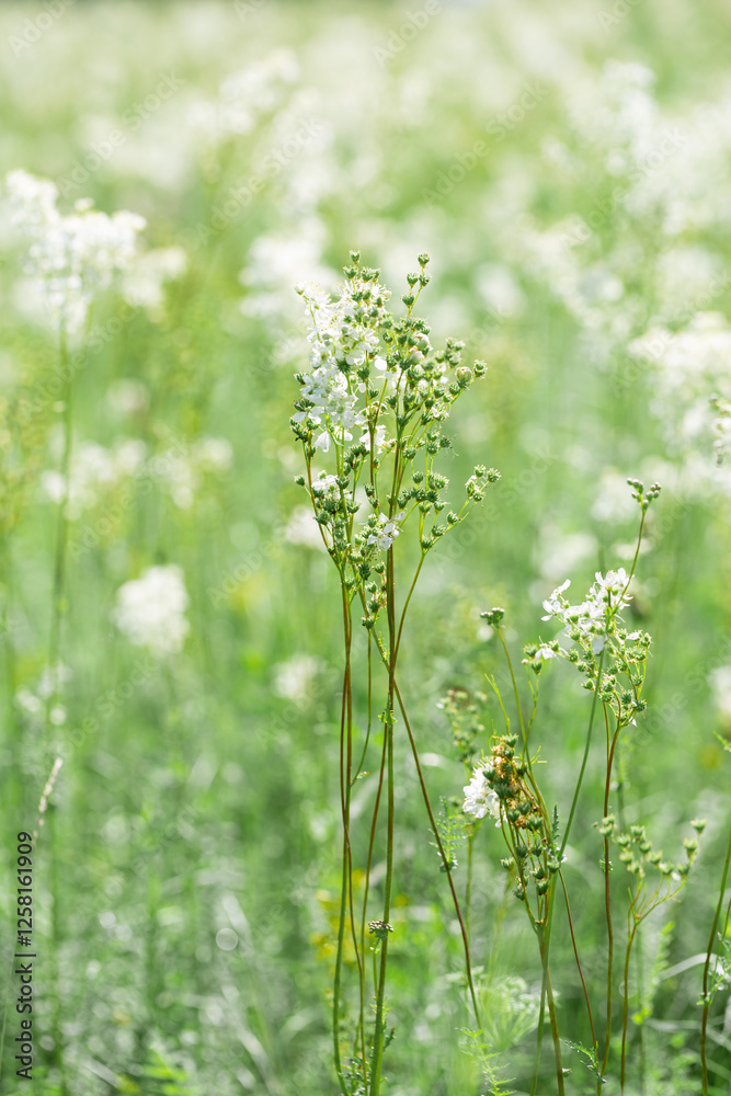 Natural White flowers growing on field. Filipendula ulmaria Meadow flowers on forest lawn. Wild flower, Green grass and blooming plants useful as summer nature background, soft focus, optical blur Natural White flowers growing on field. Filipendula ulmaria Meadow flowers on forest lawn. Wild flower, Green grass and blooming plants useful as summer nature background, soft focus, optical blur