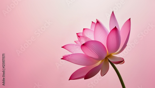 Elegant pink lotus flower on soft gradient background, symbolizing tranquility