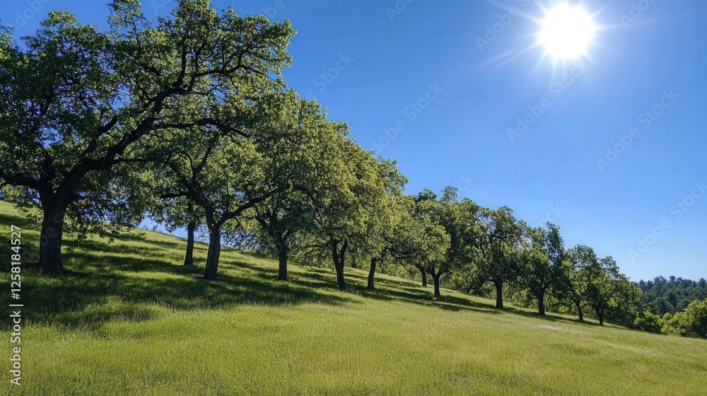 Fruit Trees Row On Hillside Under Sunny Blue Sky Fruit Trees Row On Hillside Under Sunny Blue Sky