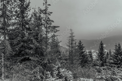 Landscapes - Forest - Europe, Romania, Suceava region