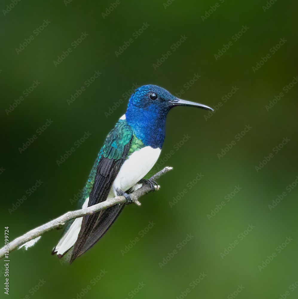 Fototapeta premium Birds, Photos