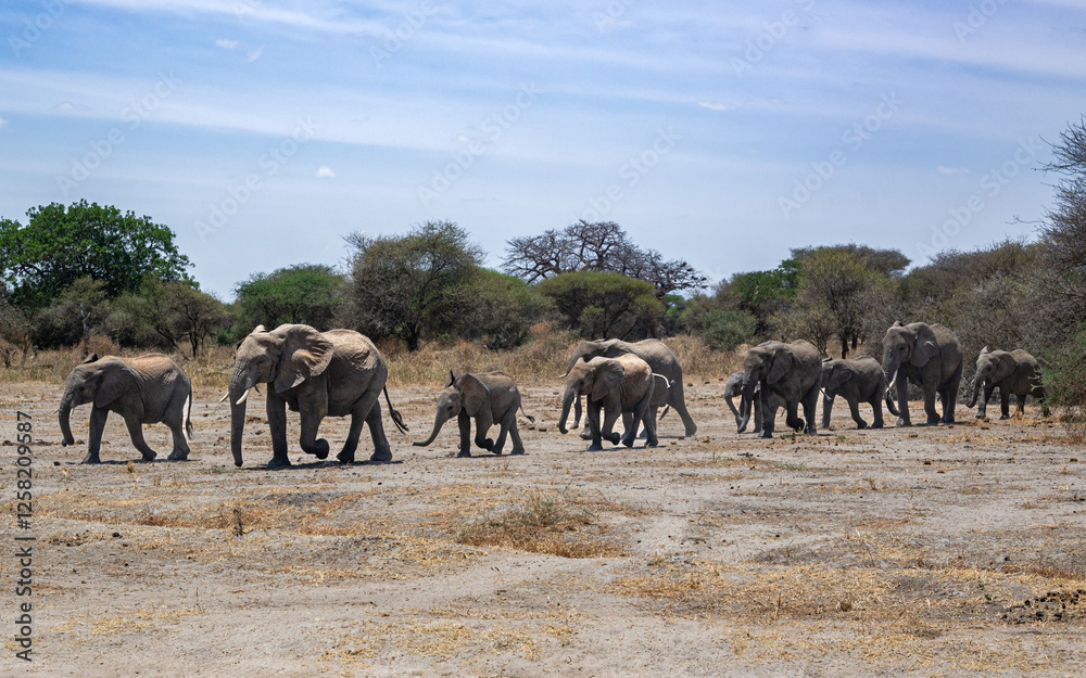 Obraz premium View of Tarangire National Park