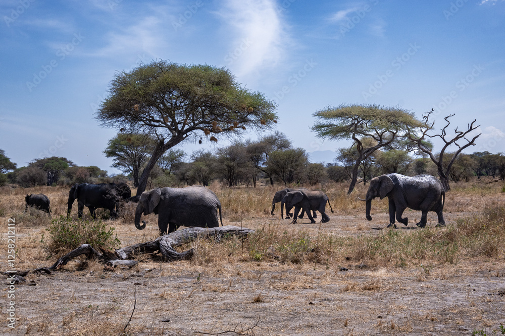View of Tarangire National Park