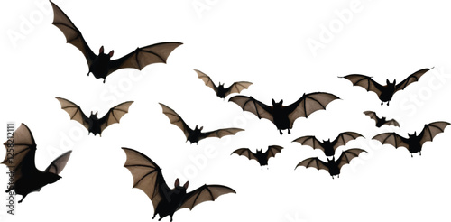 silhouette bat on transparent background, halloween bat, vector design and white background