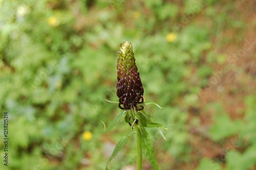 flower in mountains