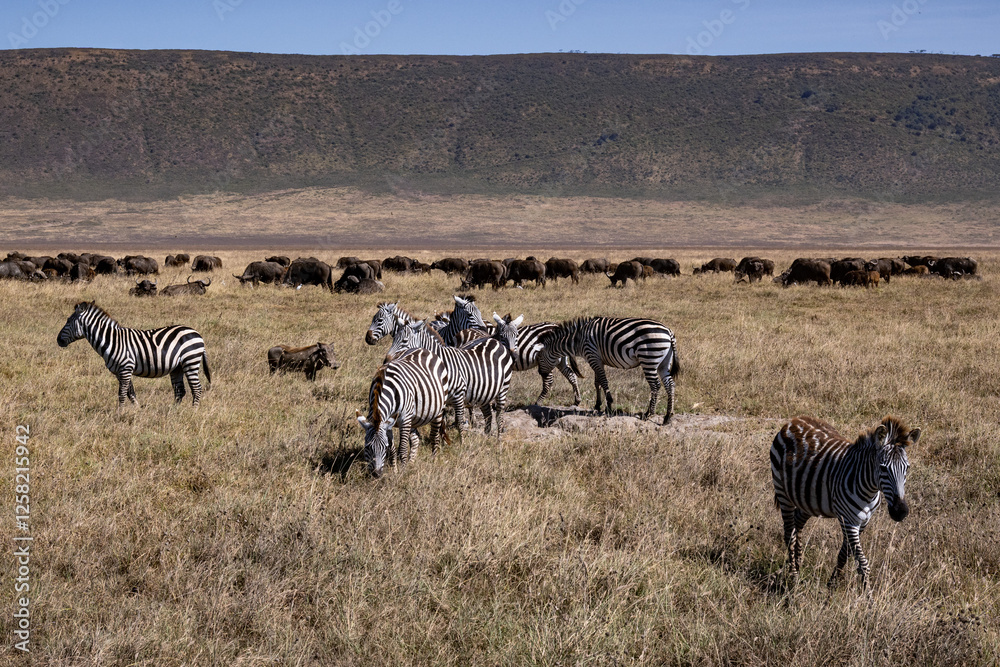 Naklejka premium View of the Ngorongoro Crater National Park
