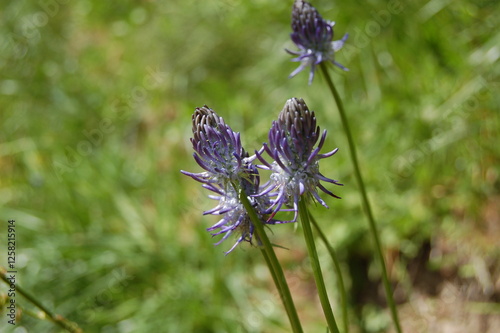 flower in mountains