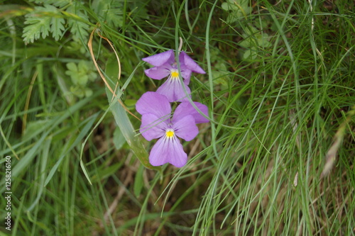 flower in mountains