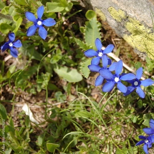 flower in the mountains