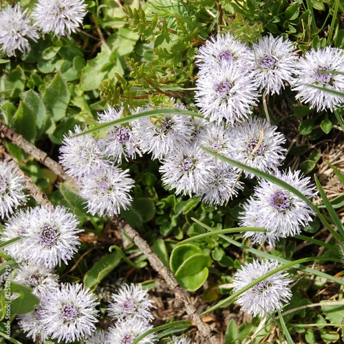 flower in mountains