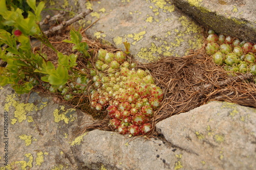 flowers in mountain