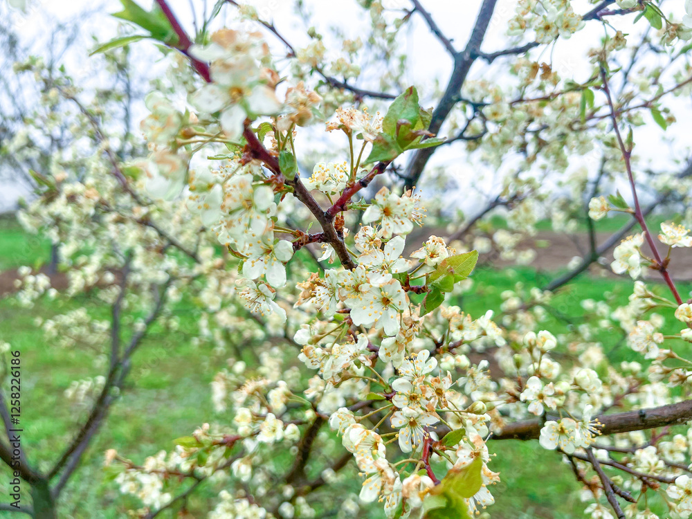 Branches of cherry blossoms in the garden. Spring in the middle zone