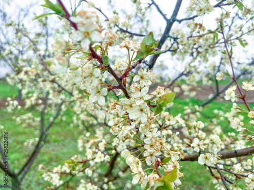 Obraz na płótnie Branches of cherry blossoms in the garden. Spring in the middle zone w salonie