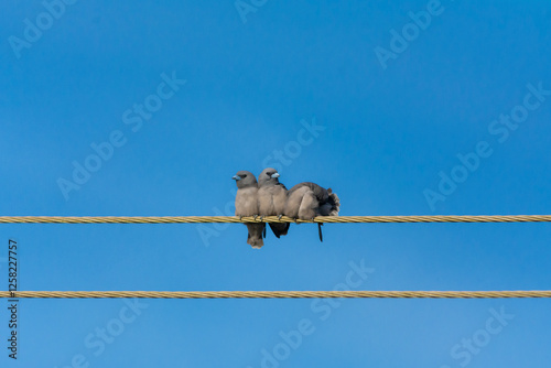 Ashy woodswallow photo