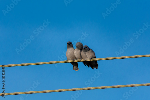 Ashy woodswallow photo