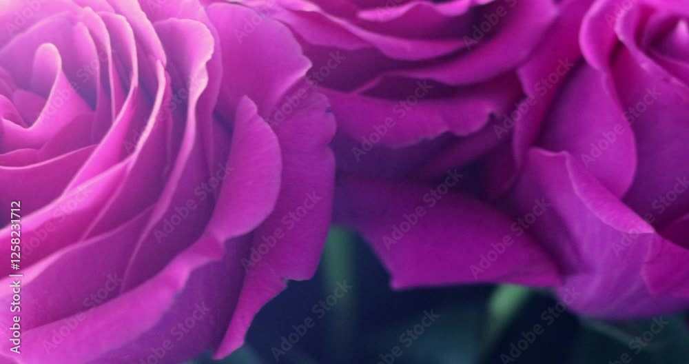 Beautiful bouquet of pink roses, macro, close-up. Blooming roses real treat. Wedding background, Valentine's day concept Beautiful bouquet of pink roses, macro, close-up. Blooming roses real treat. Wedding background, Valentine's day concept