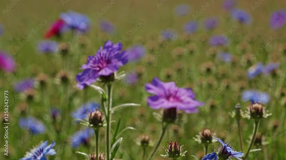 Close-up video of vibrant purple flowers in a field, captured from a low angle, highlighting the delicate petals against a blurred background. Close-up video of vibrant purple flowers in a field, captured from a low angle, highlighting the delicate petals against a blurred background.