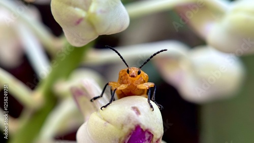 Pumpkin Beetle photo