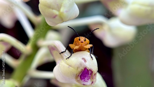 Pumpkin Beetle photo