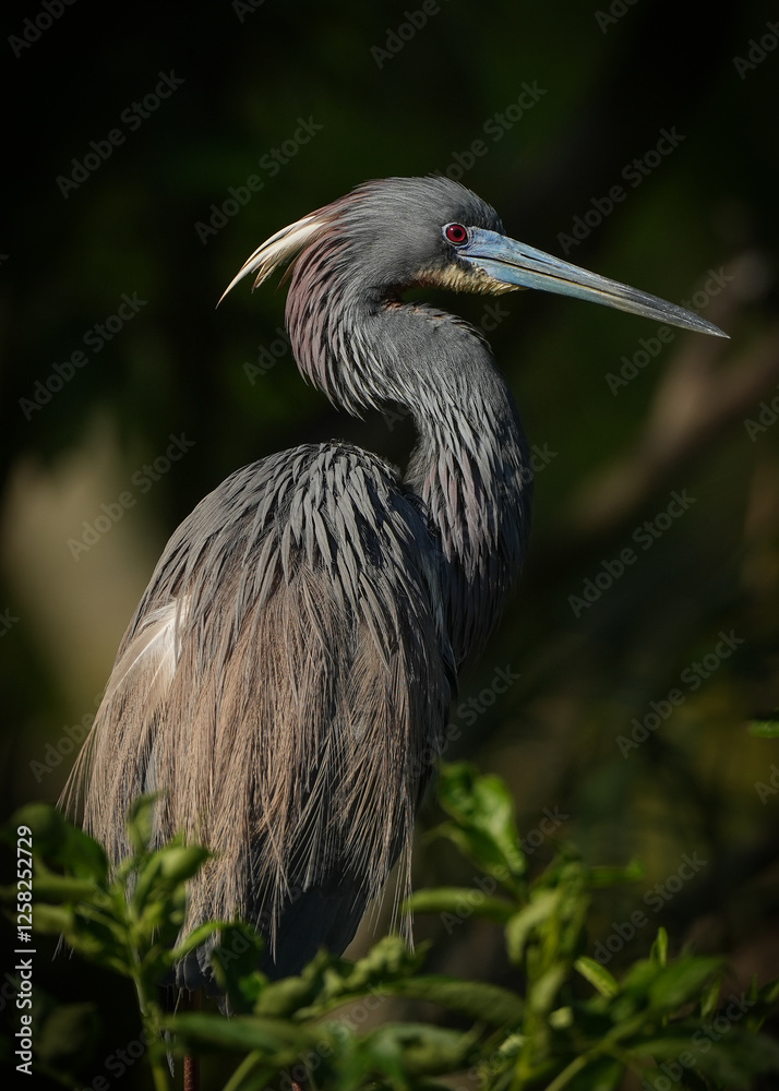 Fototapeta premium Tricolored Heron close-up