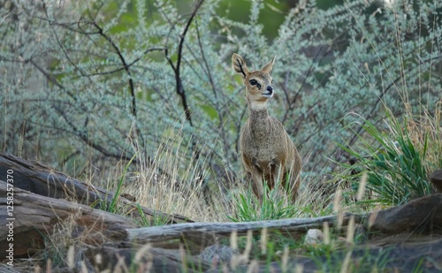 Small female Klipspringer antelope (Oreotragus oreotragus) in early afternoon light. Rain season in Namibia. African wildlife.  photo