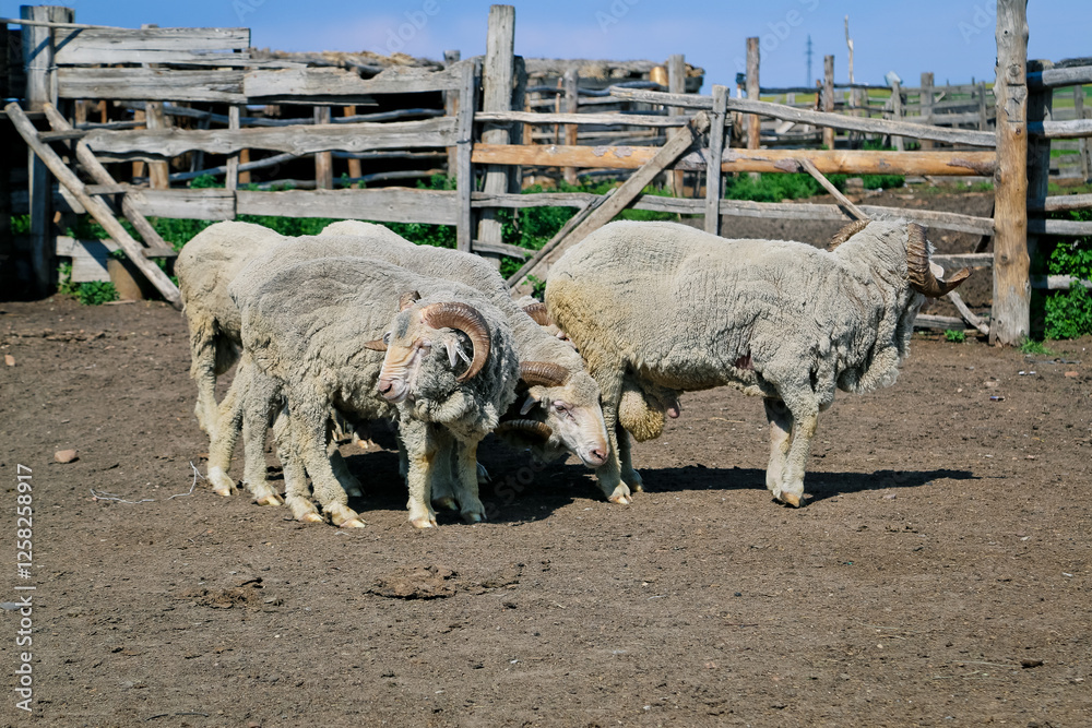 Fototapeta premium Sheep in the corral on a sunny day. Farm animals
