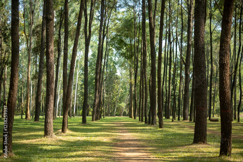 Serene forest landscape at Intakin Silvicultural Research Station in Mae Taeng, Chiang Mai, Thailand. photo