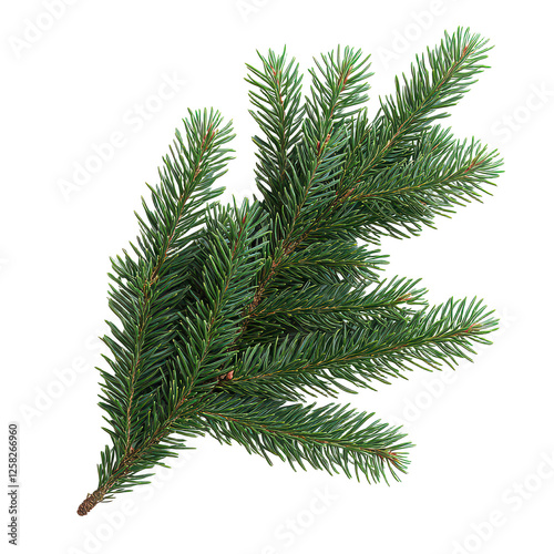 green christmas fir tree branch isolated on transparent background, PNG