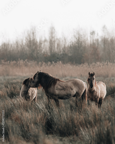 Konik horses in the field