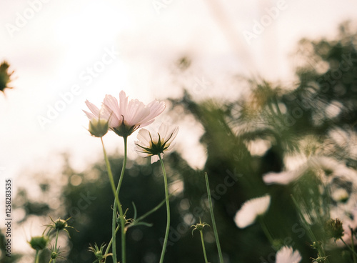 pink cosmos blowing in wind in a field of wildflowers