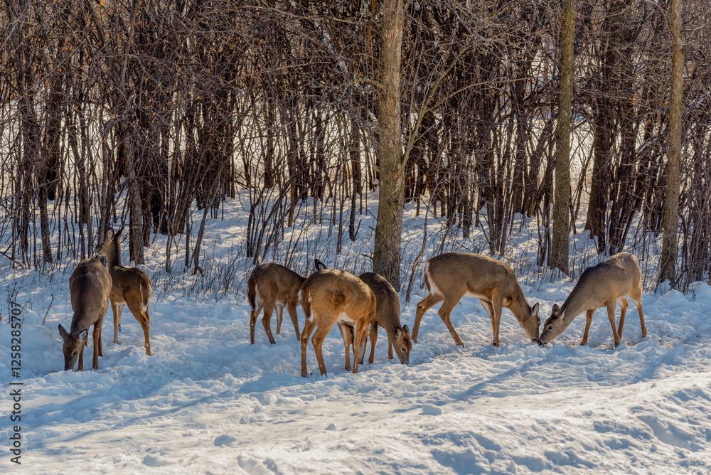 A Small Herd Of White-Tailed Deer Feeding In The Snow On Food Provided By Visitors In An Urban Field In Wisconsin A Small Herd Of White-Tailed Deer Feeding In The Snow On Food Provided By Visitors In An Urban Field In Wisconsin