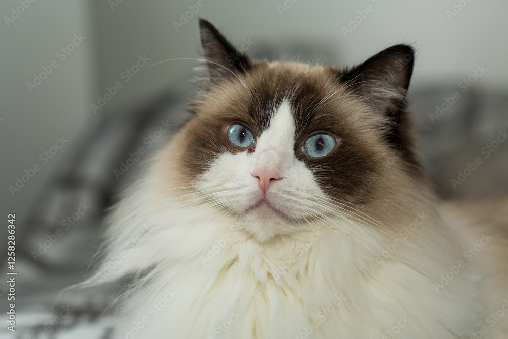 Portrait of a beautiful Ragdoll cat in a home environment Portrait of a beautiful Ragdoll cat in a home environment