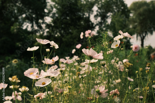 Field of cosmos in the spring