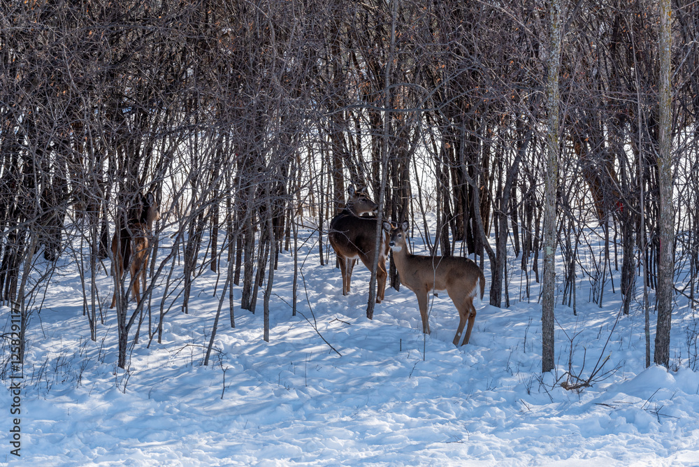 A Small Herd Of White-Tailed Deer Feeding In The Snow On Food Provided By Visitors In An Urban Field In Wisconsin A Small Herd Of White-Tailed Deer Feeding In The Snow On Food Provided By Visitors In An Urban Field In Wisconsin