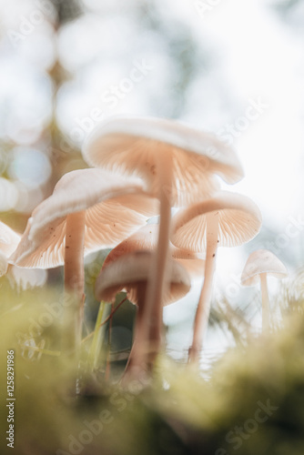 Macro mushrooms