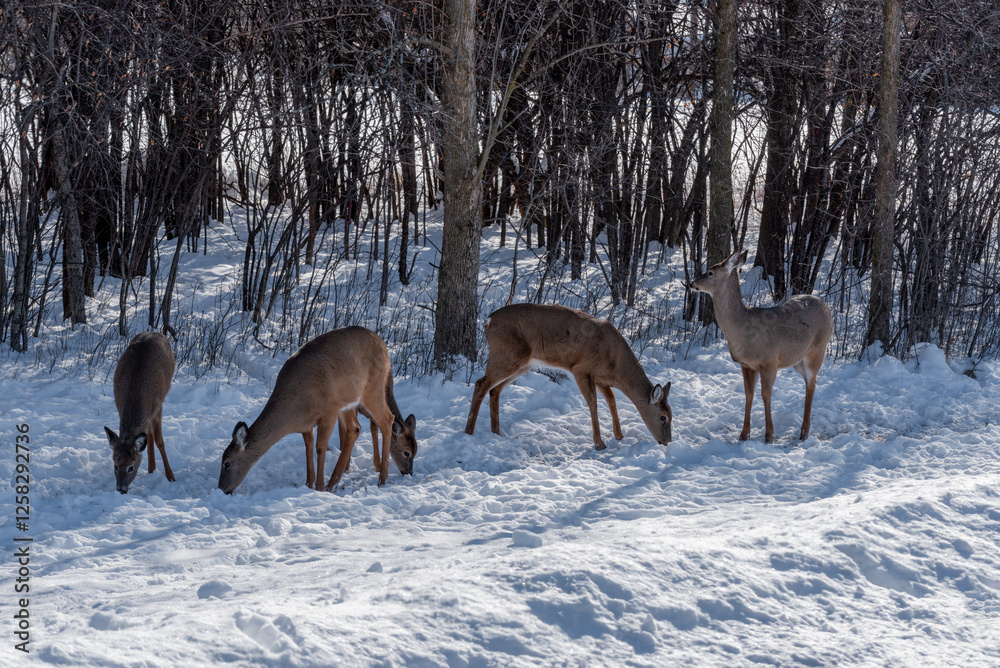 A Small Herd Of White-Tailed Deer Feeding In The Snow On Food Provided By Visitors In An Urban Field In Wisconsin A Small Herd Of White-Tailed Deer Feeding In The Snow On Food Provided By Visitors In An Urban Field In Wisconsin